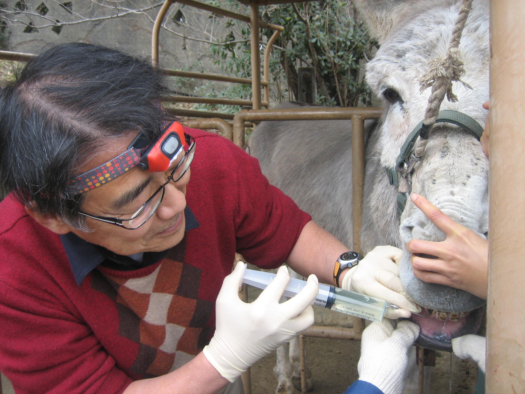 動物園での歯科治療